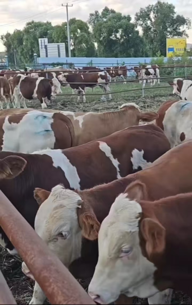 西门塔尔肉牛活牛母牛品种保证提供技术长期供货可视频选牛