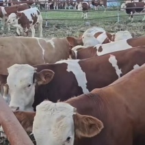 西门塔尔肉牛活牛母牛品种保证提供技术长期供货可视频选牛