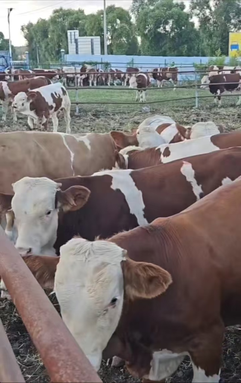 西门塔尔肉牛活牛母牛品种保证提供技术长期供货可视频选牛
