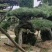 （推荐）松树精品货源可视频看货全国发货欢迎选购