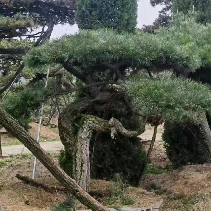 （推荐）松树精品货源可视频看货全国发货欢迎选购