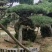 （推荐）松树精品货源可视频看货全国发货欢迎选购