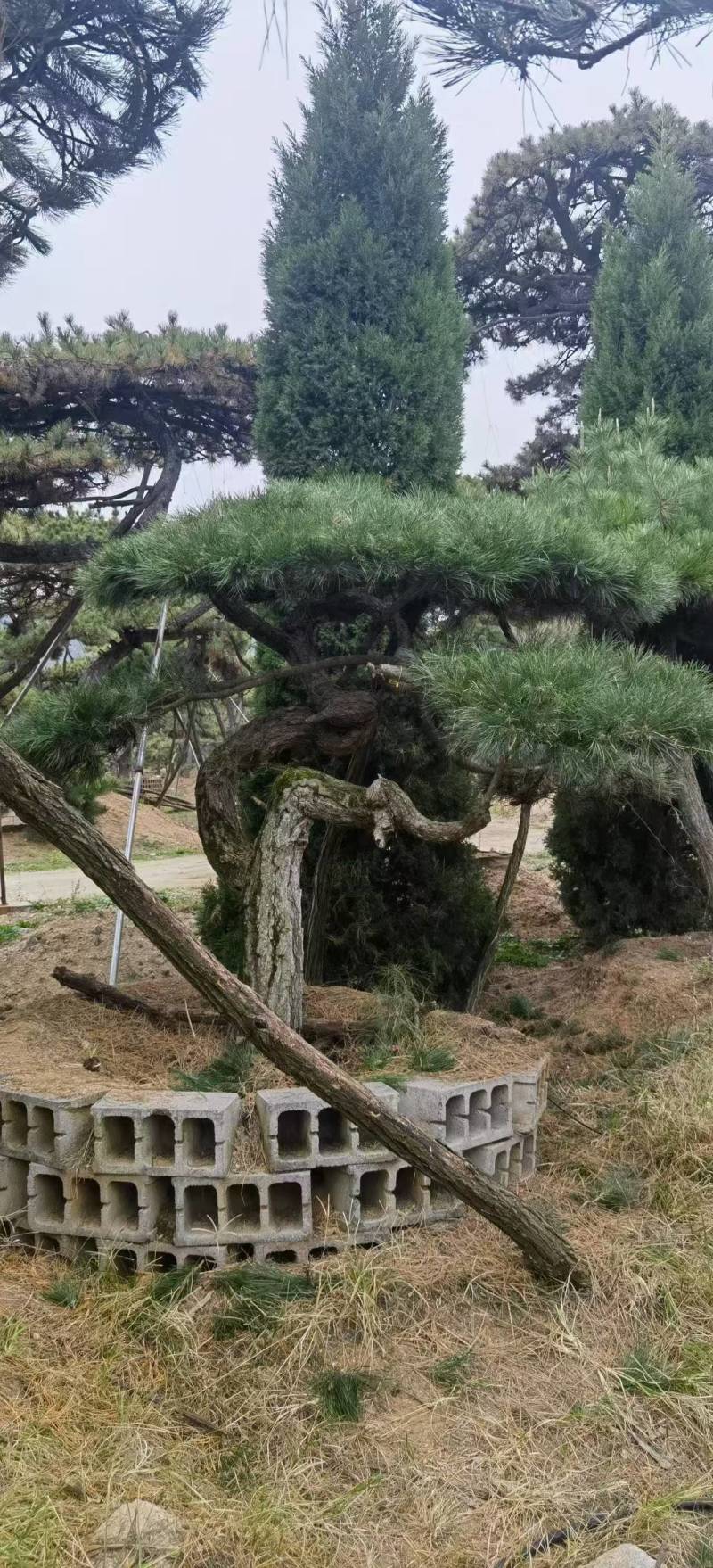（推荐）松树精品货源可视频看货全国发货欢迎选购
