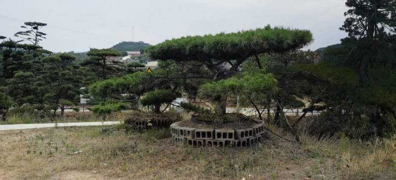 （推荐）松树精品货源可视频看货全国发货欢迎选购