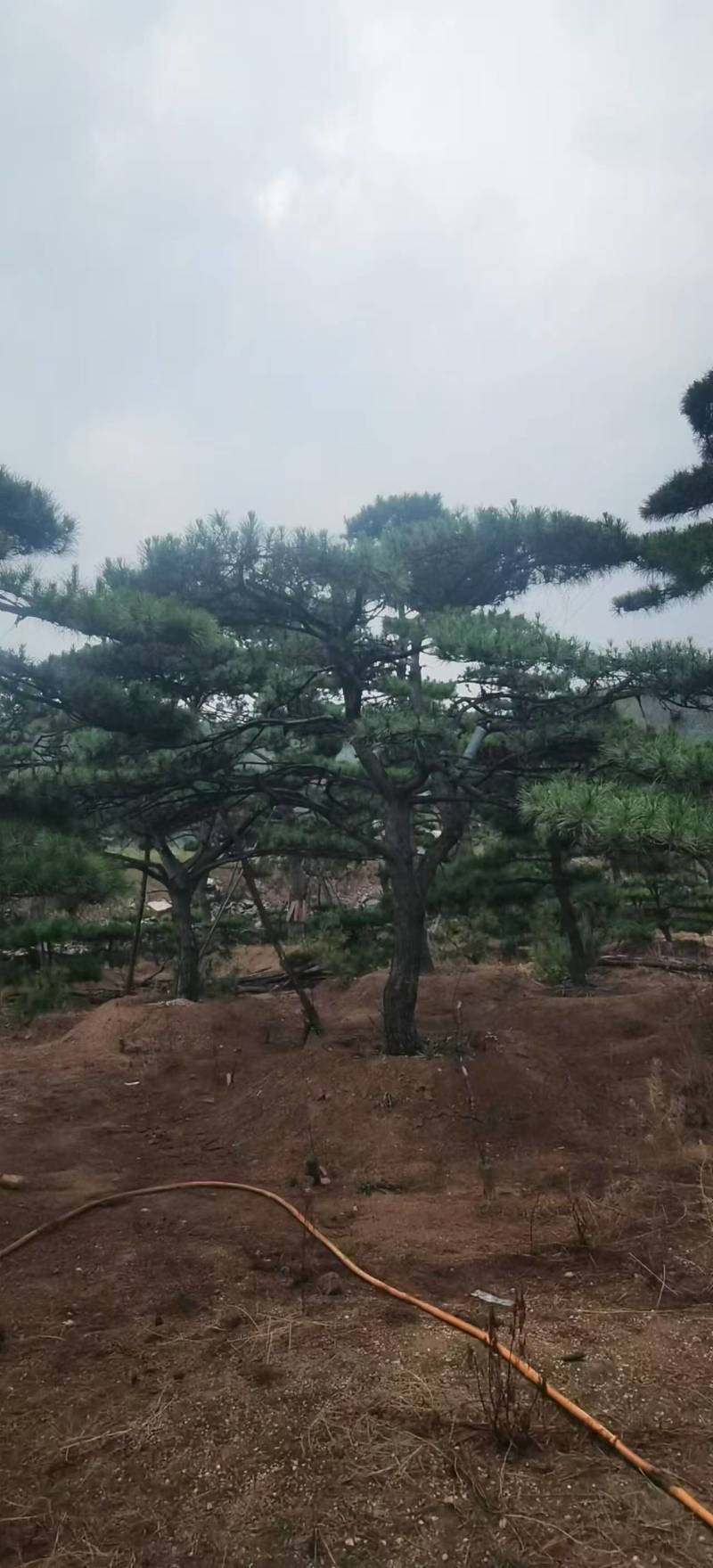 （推荐）松树精品货源可视频看货全国发货欢迎选购