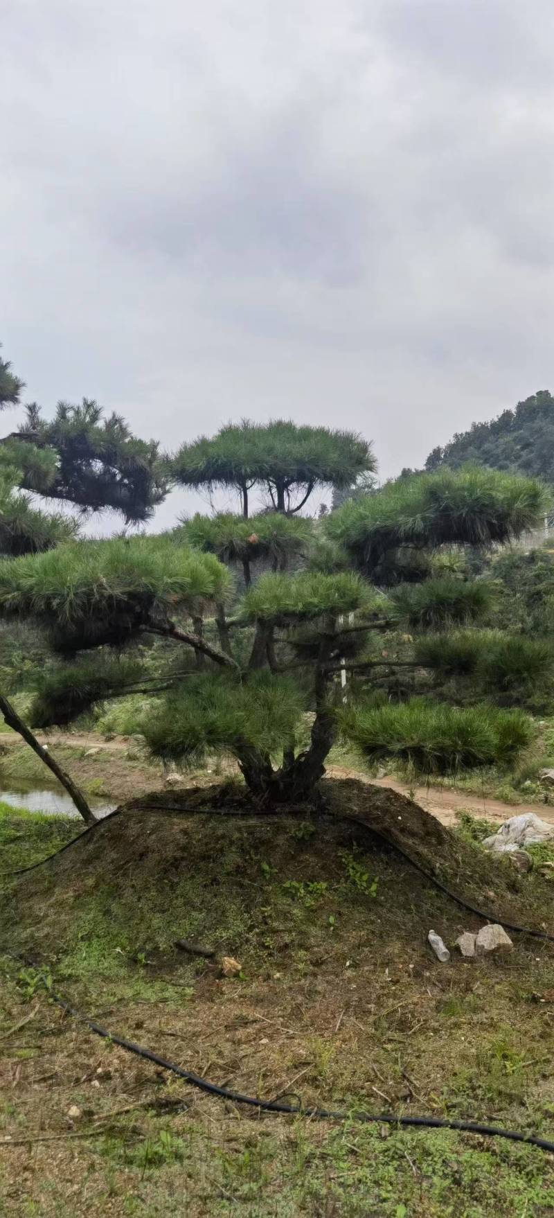 （推荐）松树精品货源可视频看货全国发货欢迎选购