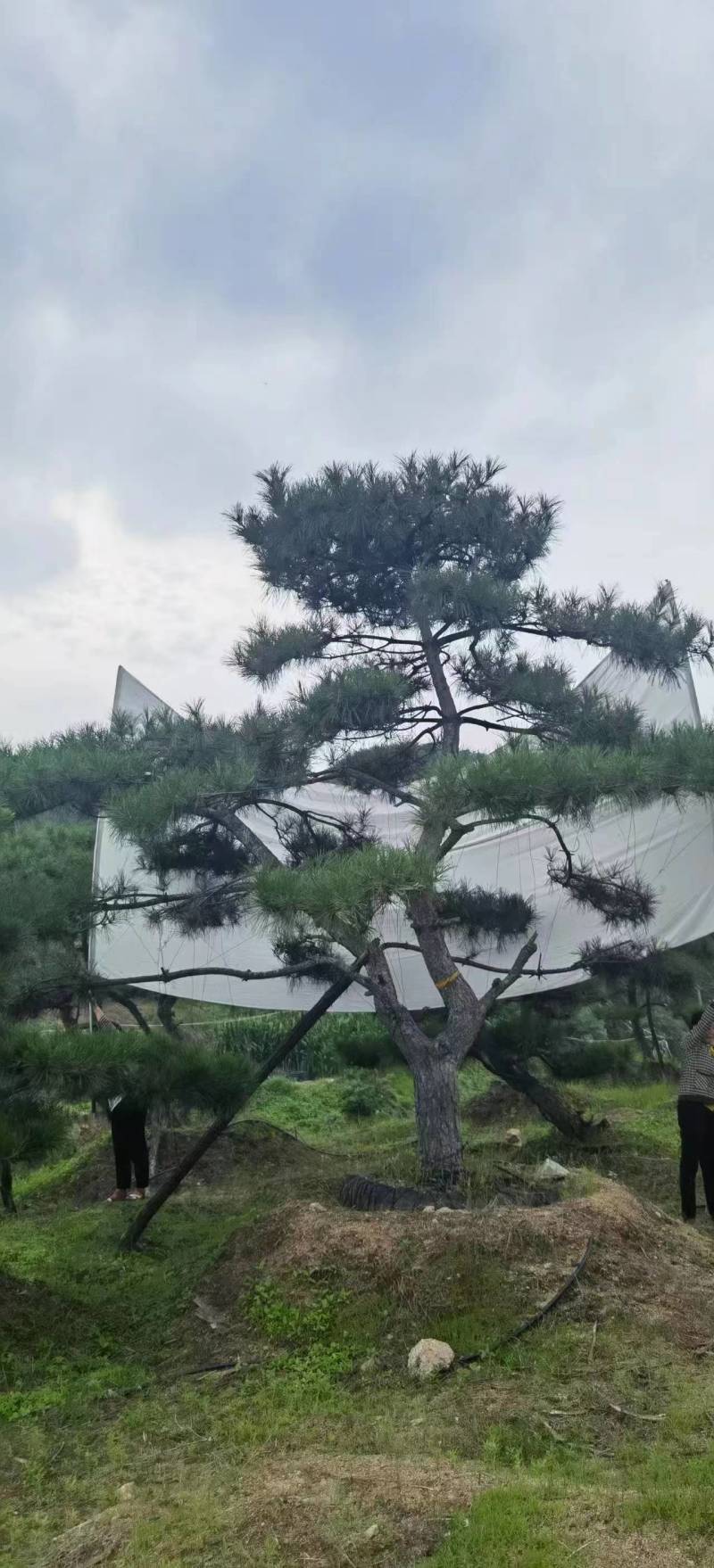 （推荐）松树精品货源可视频看货全国发货欢迎选购