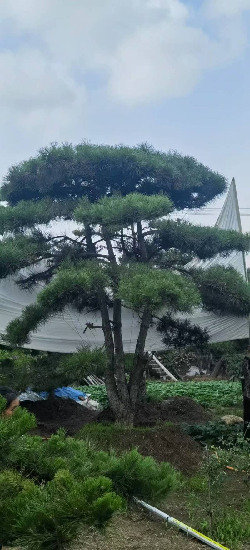 （推荐）松树精品货源可视频看货全国发货欢迎选购
