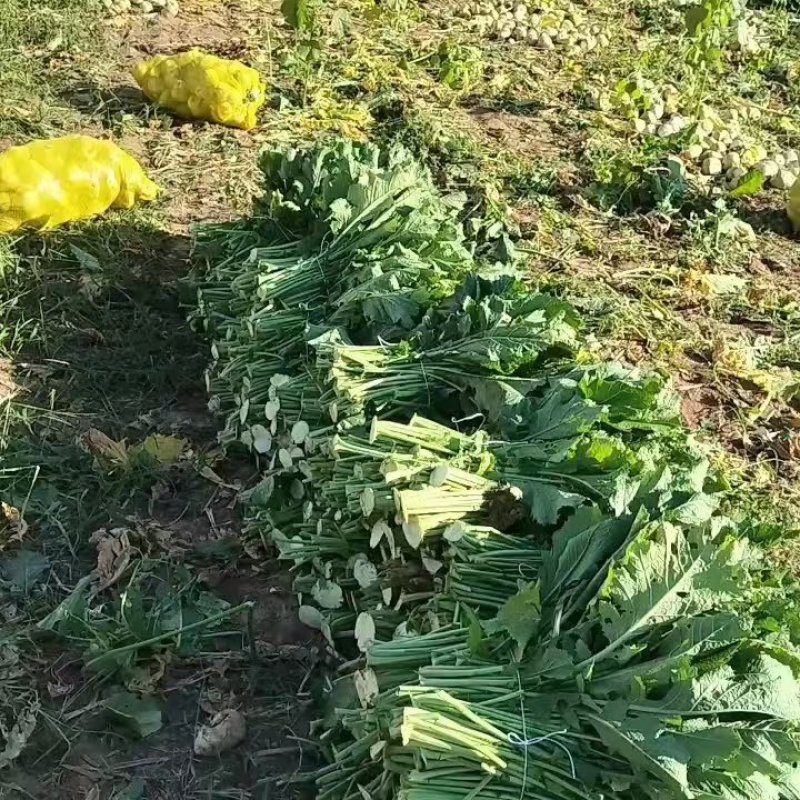 【精品】芥菜量大优先价格便宜，一手货源支持视频看货