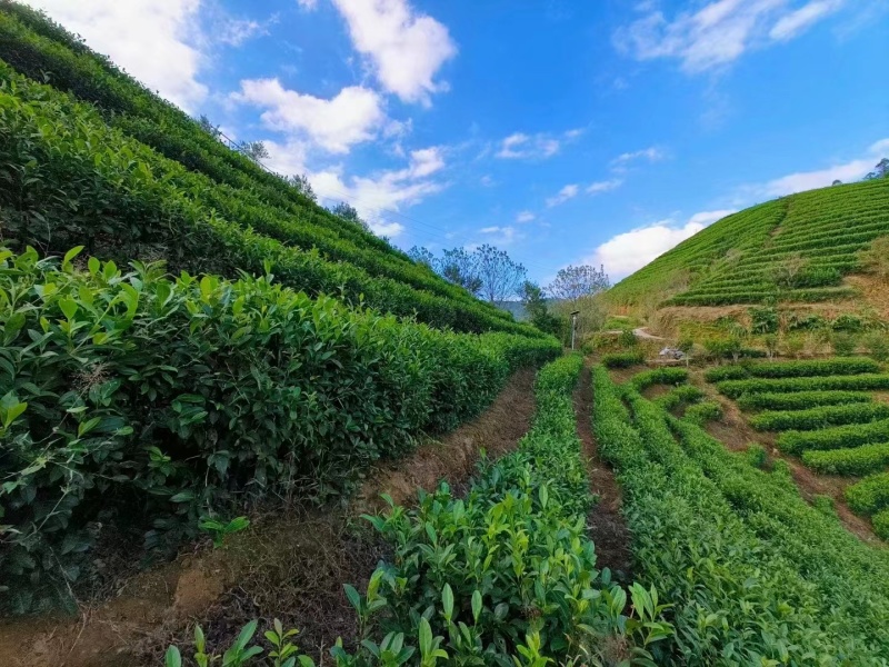 云雾茶昭平红茶产地直发保质保量欢迎咨询