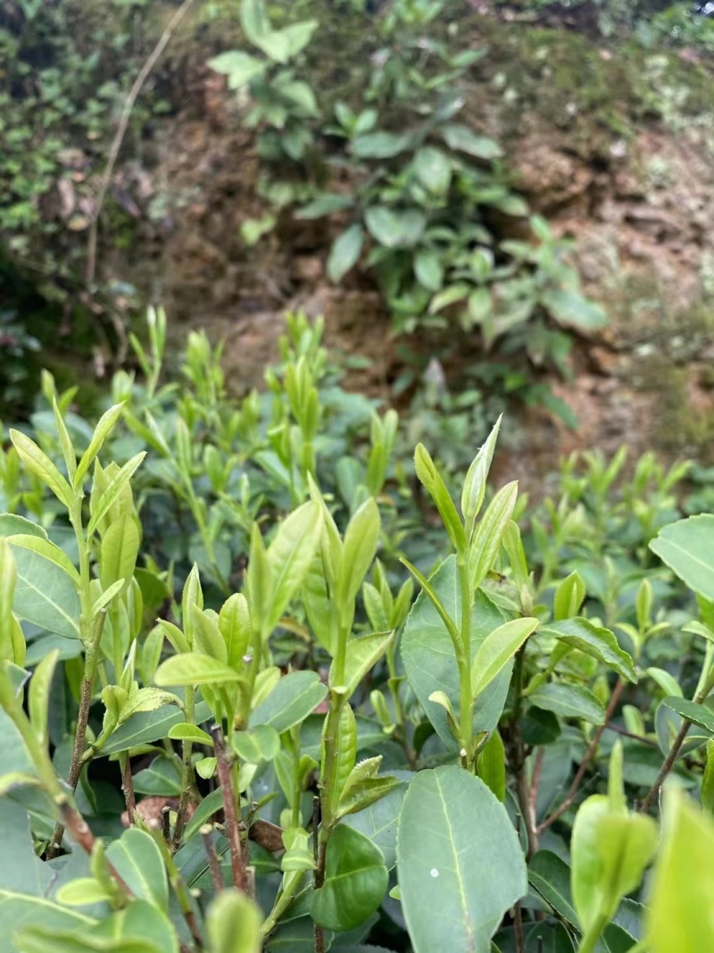 云雾茶昭平红茶产地直发保质保量欢迎咨询