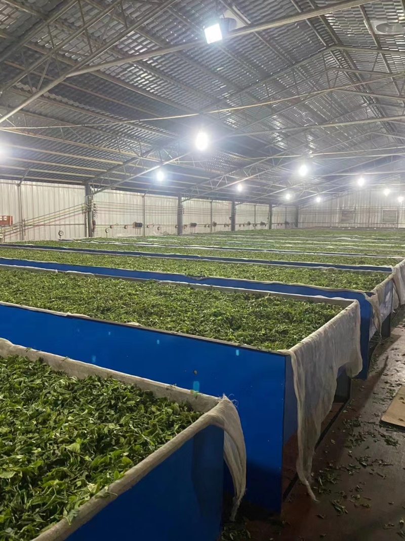云雾茶昭平红茶产地直发保质保量欢迎咨询