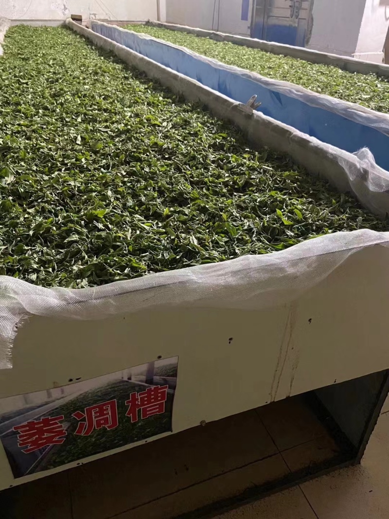 茶高山云雾绿茶昭平绿茶按需包装保质保量