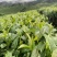 茶高山云雾绿茶昭平绿茶按需包装保质保量