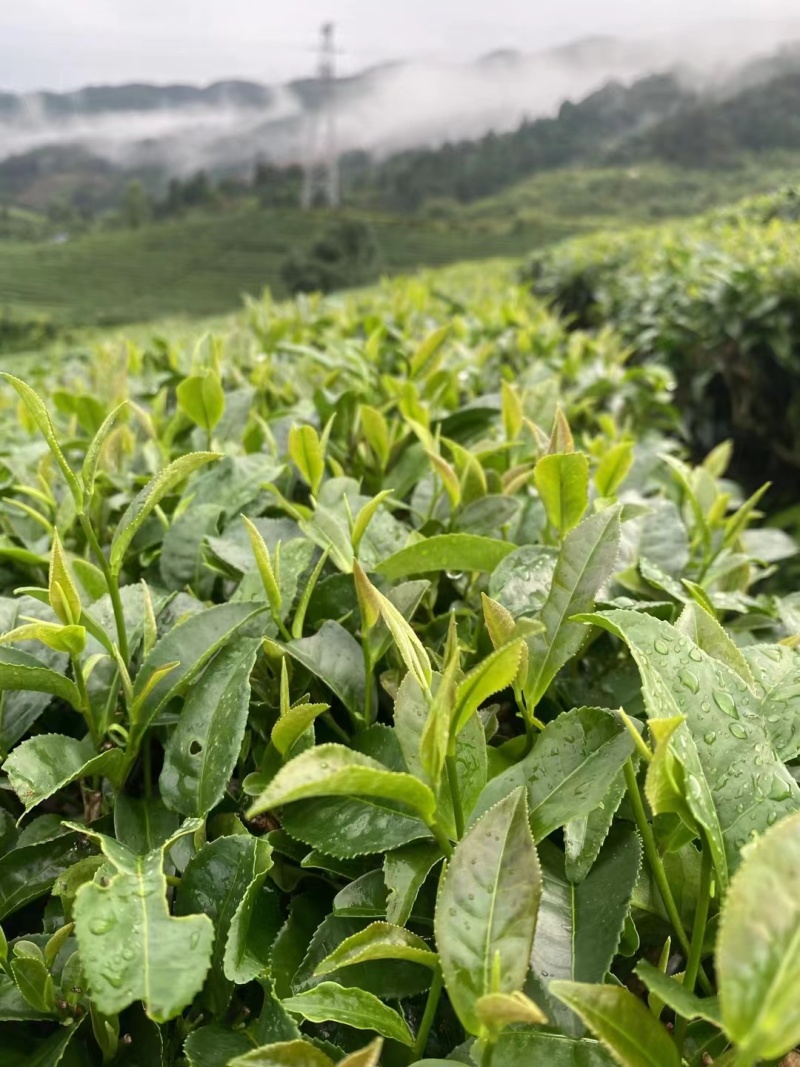 茶高山云雾绿茶昭平绿茶按需包装保质保量