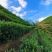 茶高山云雾绿茶昭平绿茶按需包装保质保量