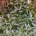 茶高山云雾绿茶昭平绿茶按需包装保质保量