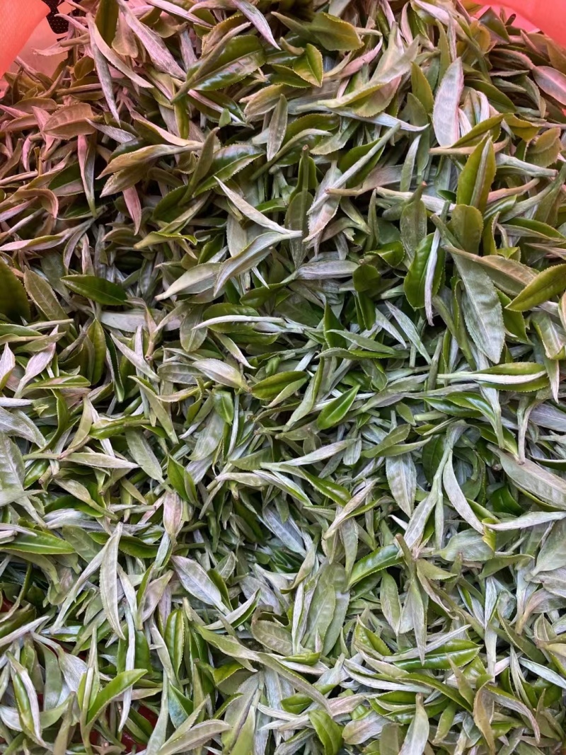 茶高山云雾绿茶昭平绿茶按需包装保质保量
