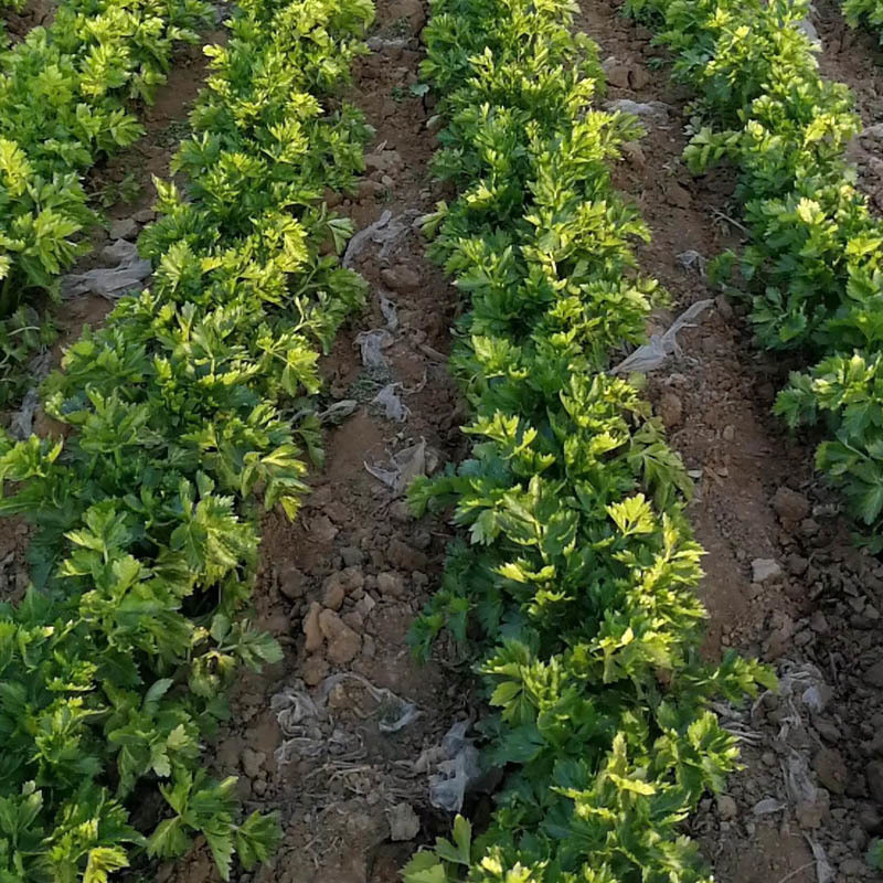 津南实芹2号芹菜种子实心芹小棵芹菜耐抽苔分枝少产量高