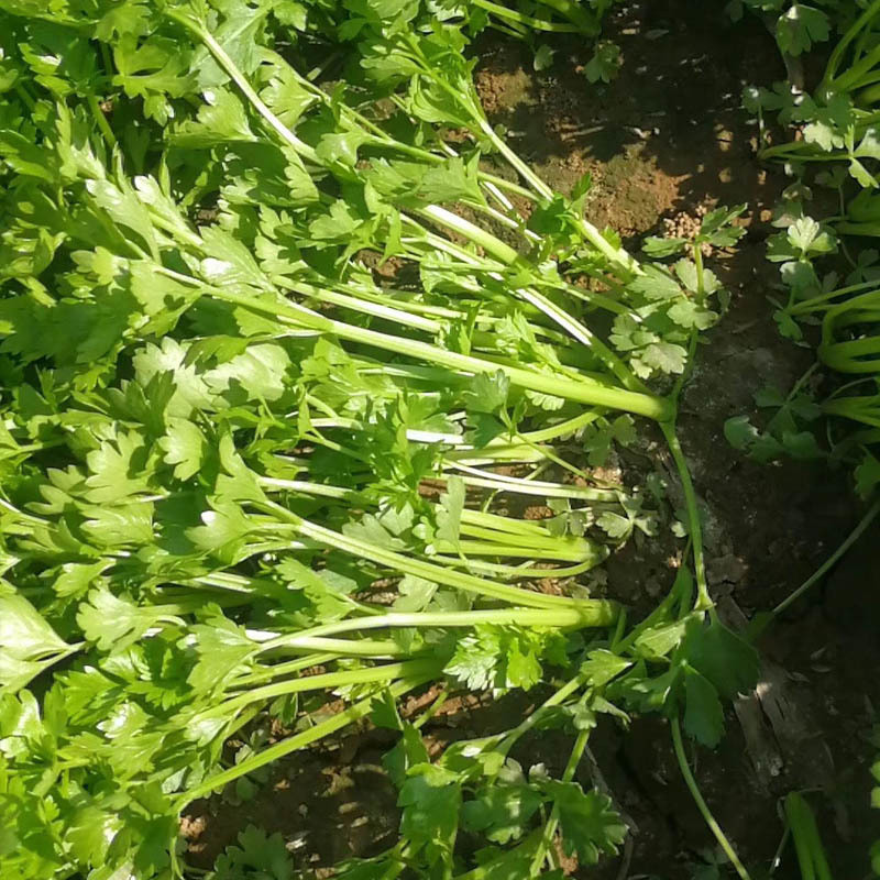 津南实芹2号芹菜种子实心芹小棵芹菜耐抽苔分枝少产量高