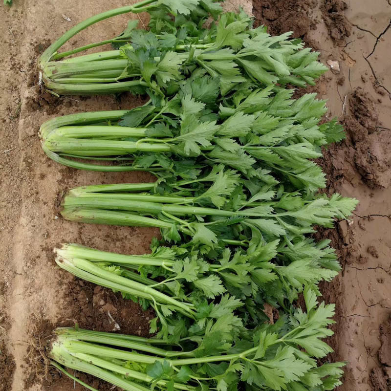 津南实芹2号芹菜种子实心芹小棵芹菜耐抽苔分枝少产量高