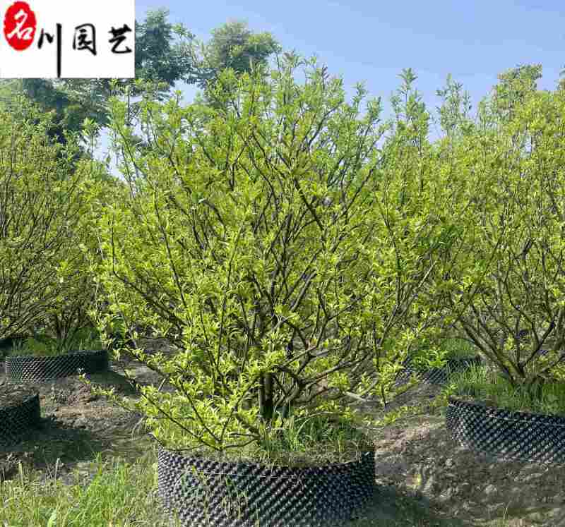 橘子树桔子树批发成都橘子树苗木基地直供工程绿化苗木
