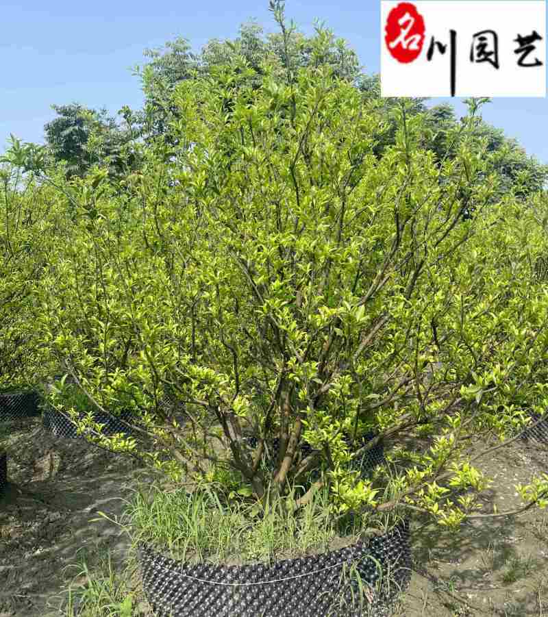 橘子树桔子树批发成都橘子树苗木基地直供工程绿化苗木