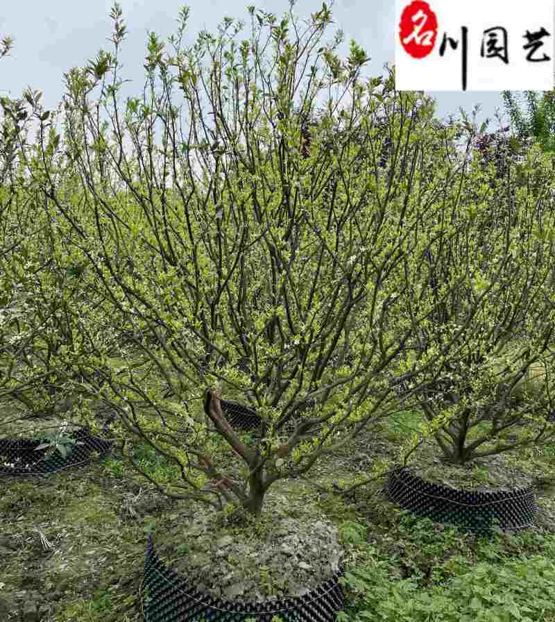 橘子树桔子树批发成都橘子树苗木基地直供工程绿化苗木