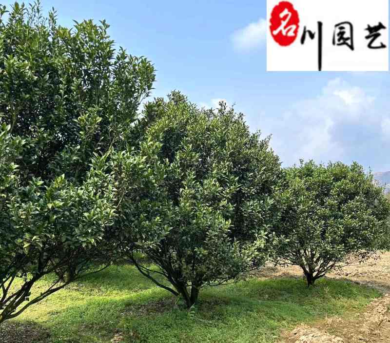橘子树桔子树批发成都橘子树苗木基地直供工程绿化苗木