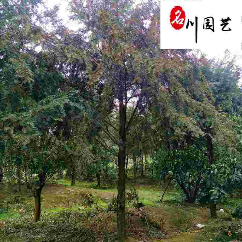 南方红豆杉10-15公分红豆杉批发四川红豆杉基地