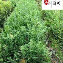 南方红豆杉10-15公分红豆杉批发四川红豆杉基地