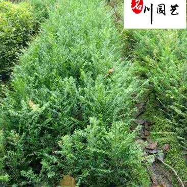 南方红豆杉10-15公分红豆杉批发四川红豆杉基地