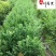 南方红豆杉10-15公分红豆杉批发四川红豆杉基地