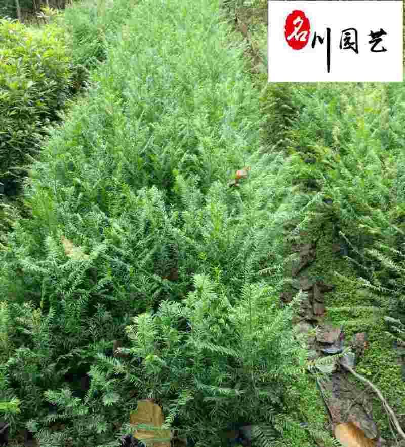 南方红豆杉10-15公分红豆杉批发四川红豆杉基地