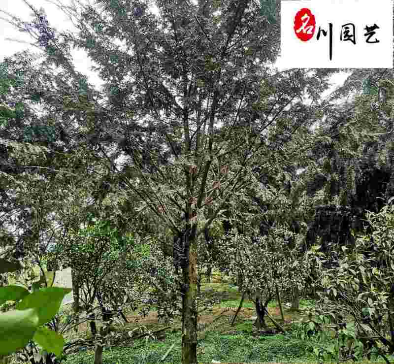 南方红豆杉10-15公分红豆杉批发四川红豆杉基地