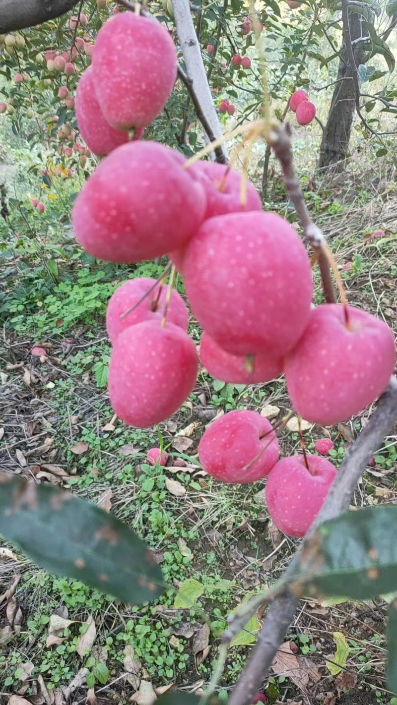 精品鸡心果自有果园量大从优质量保证欢迎咨询按需包装