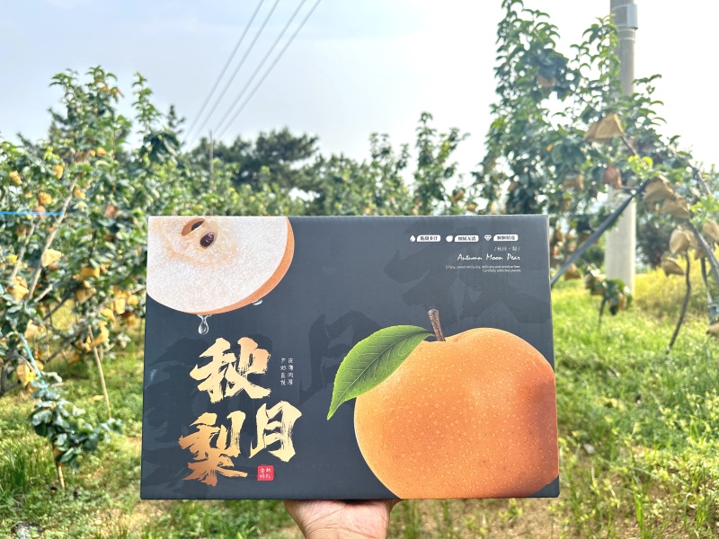 一件代发山东秋月梨中通顺丰纯甜水果礼盒