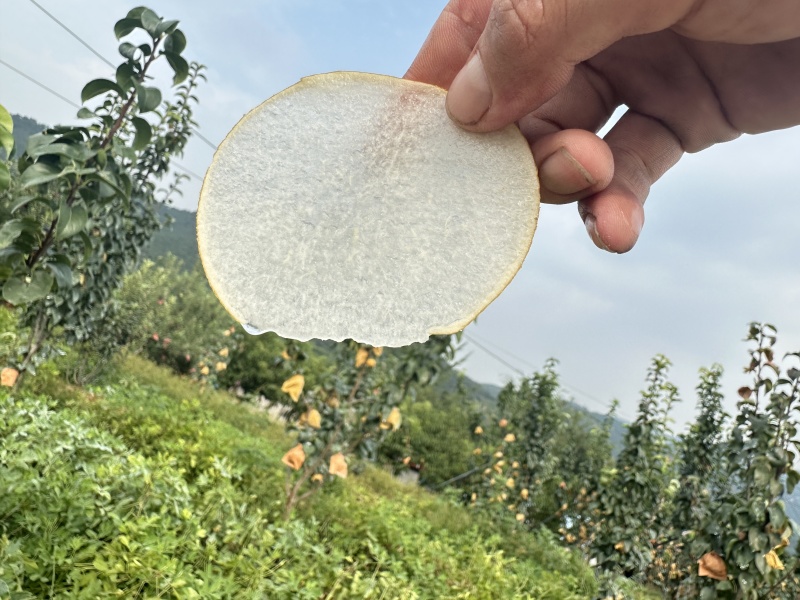 一件代发山东秋月梨中通顺丰纯甜水果礼盒