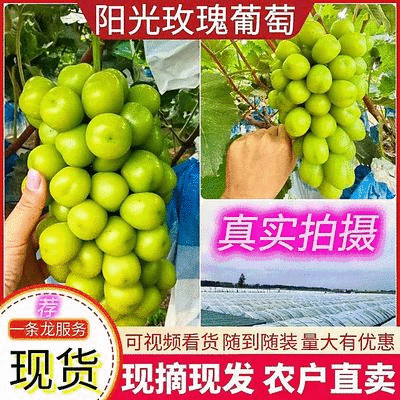 郑州精品阳光玫瑰产地直发价格优惠欢迎来电洽谈合作
