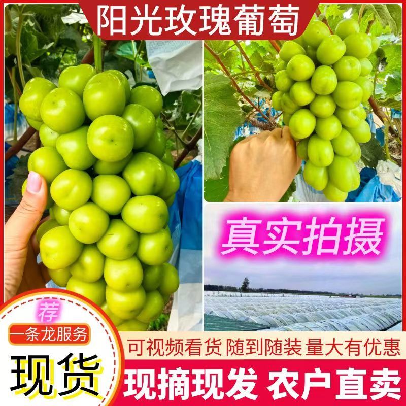 郑州精品阳光玫瑰产地直发价格优惠欢迎来电洽谈合作