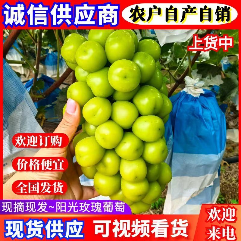 太康阳光玫瑰自家种植品质保证价格优惠量大价优
