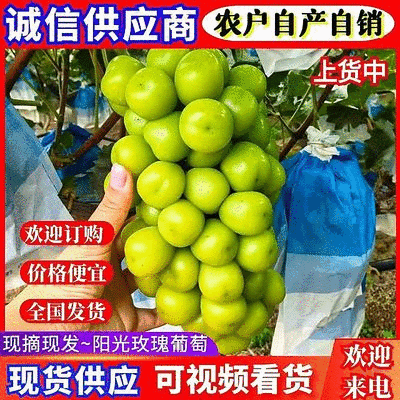 太康阳光玫瑰自家种植品质保证价格优惠量大价优