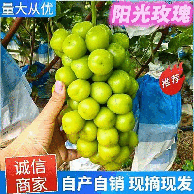 商水阳光玫瑰自家种植品质保证价格优惠量大价优