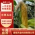 水果玉米，黄甜太阳花，产地直发！日供30万斤左右！
