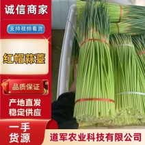 金杞红毛蒜薹，精品50~60cm，规格齐全，品种纯正