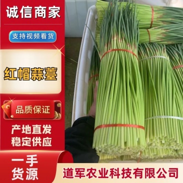 金杞红毛蒜薹，精品50~60cm，规格齐全，品种纯正