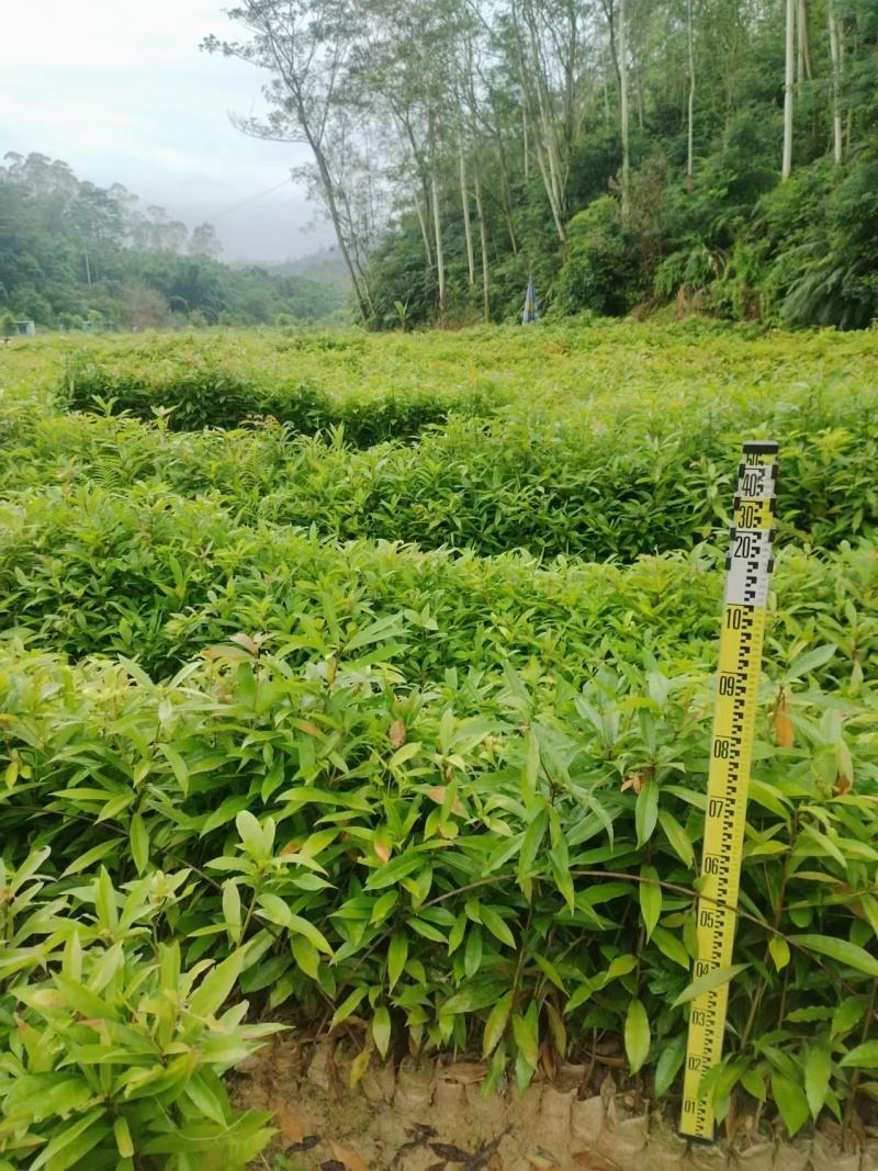 广东苗木荷木苗苗圃直发货源充足价格优惠欢迎致电