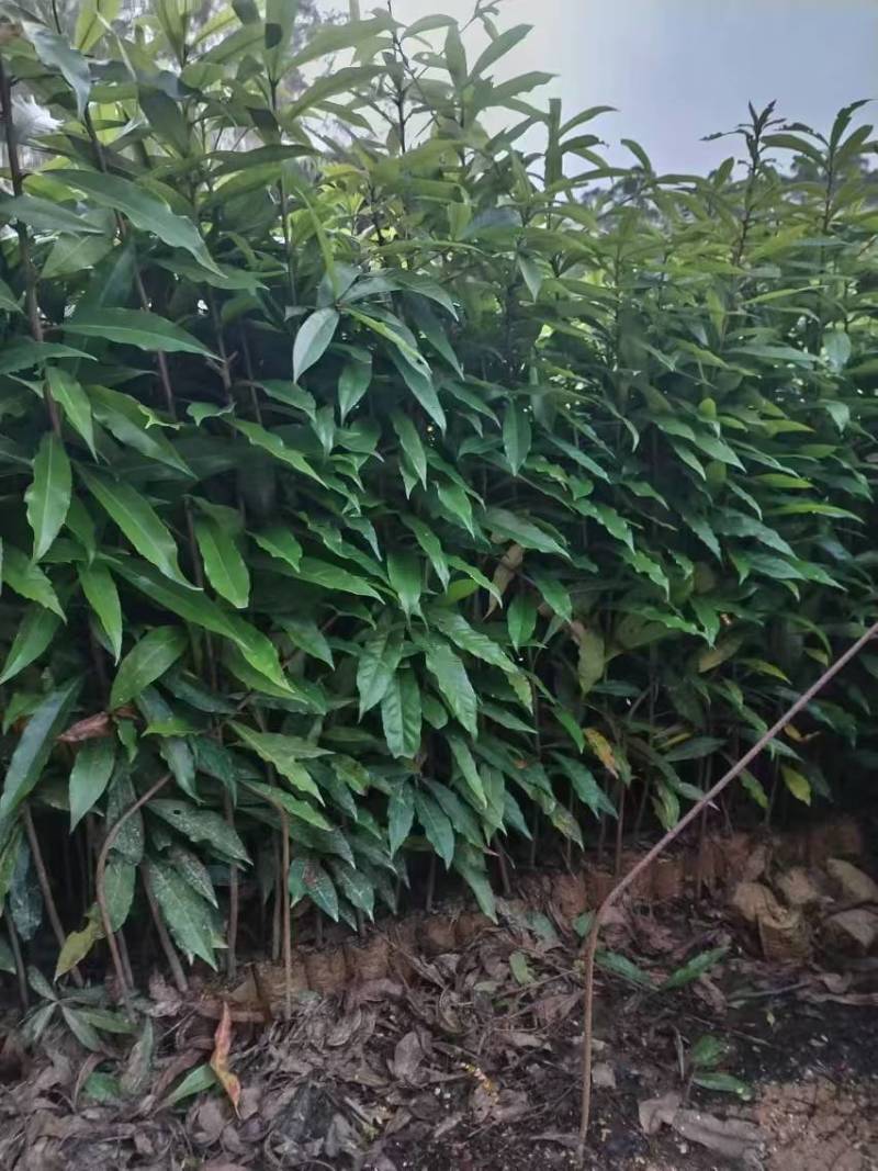 广东苗木荷木苗苗圃直发货源充足价格优惠欢迎致电
