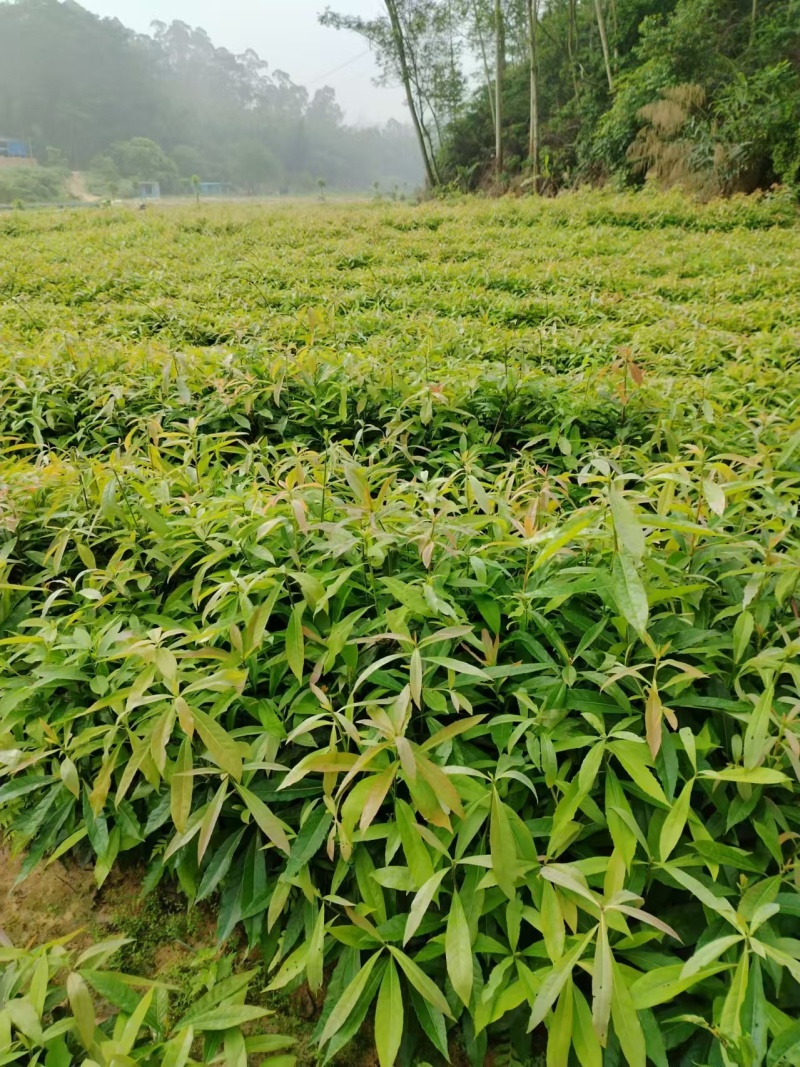 广东苗木荷木苗苗圃直发货源充足价格优惠欢迎致电