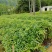 广东苗木荷木苗苗圃直发货源充足价格优惠欢迎致电